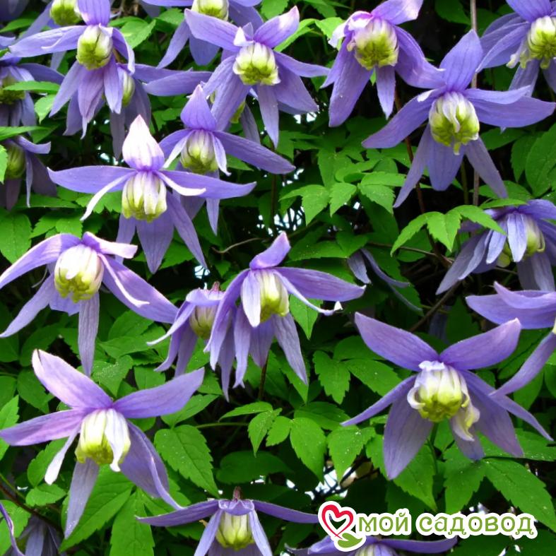Клематис Блю Бой ЗКС