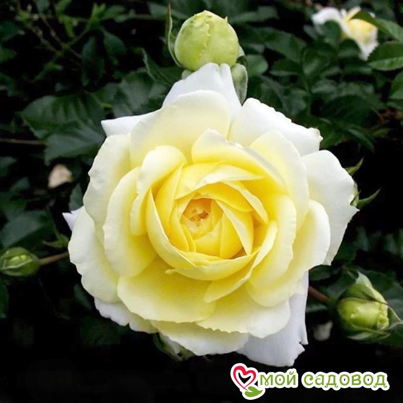 Роза Надя Мейдиланд