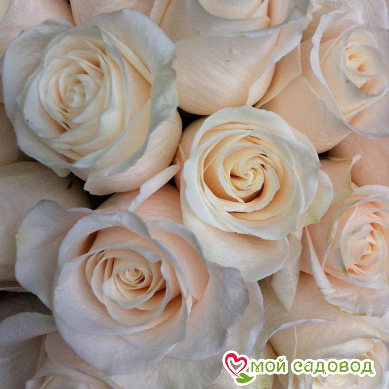 Роза чайно-гибридная Венделла