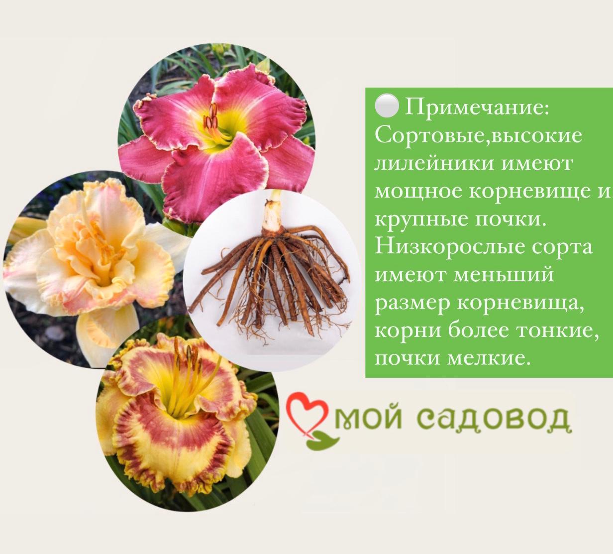 Лилейник Боул оф Крем / Bowl of Cream