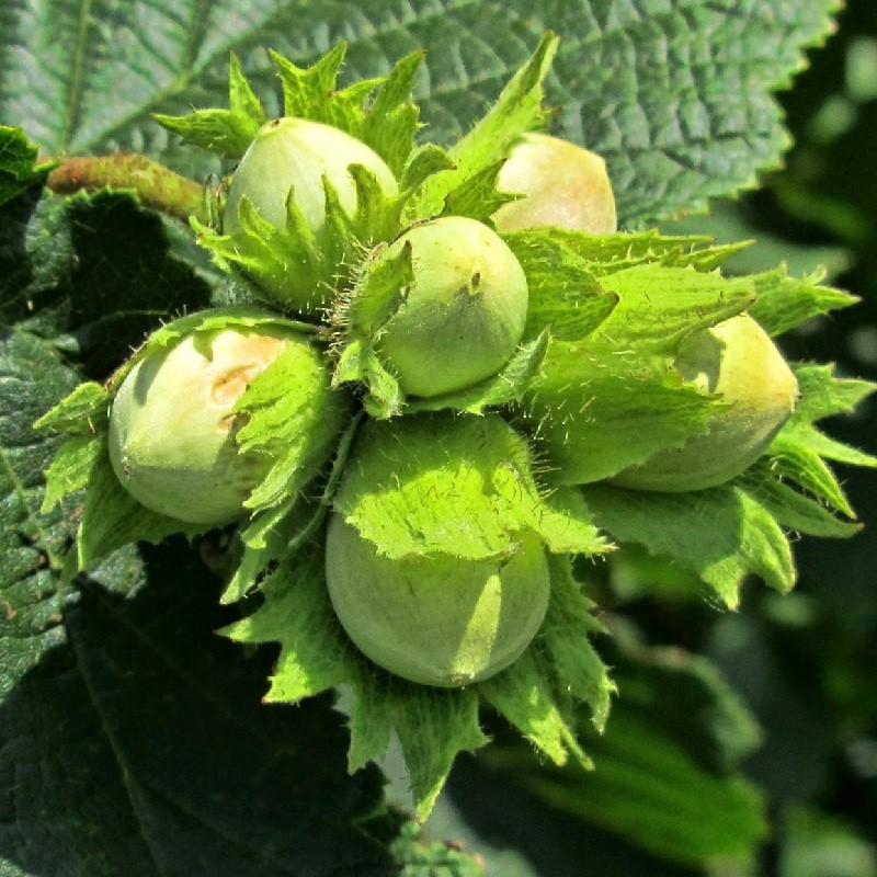 Фундук Шедевр