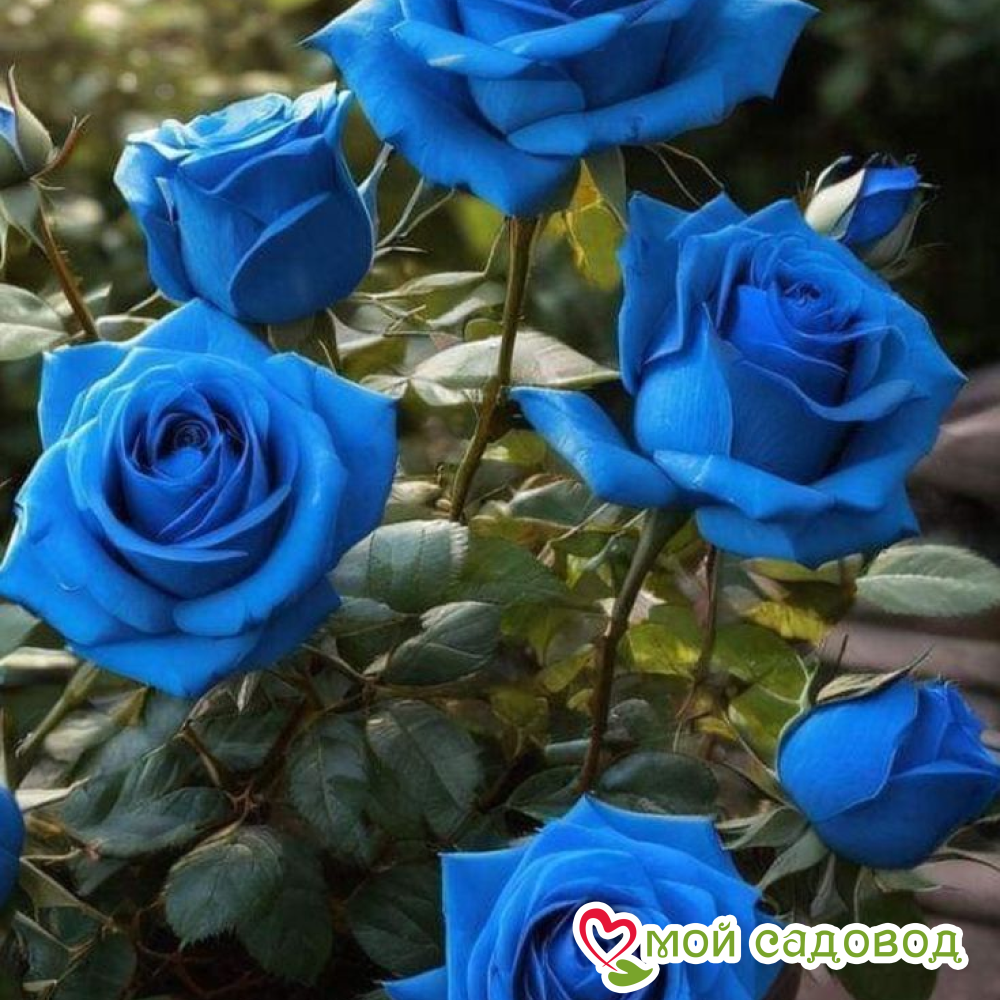 Роза Блю Мун