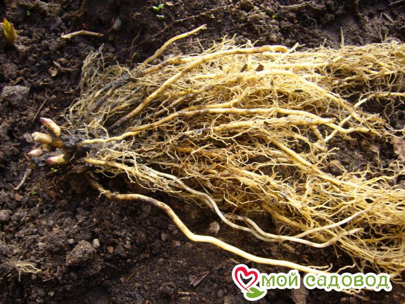 Флокс Клауд Шарм